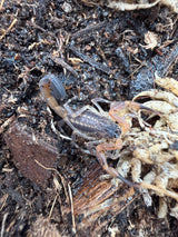 Ecuadorian Thick Tail Scorpion (Tityus simonsi)