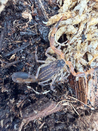 Ecuadorian Thick Tail Scorpion (Tityus simonsi) 0.5-1" (Juvenile)