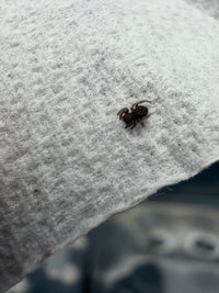 Mediterranean Velvet Spider (Eresus sp. 'Balcanius') 1/8" (Sling)
