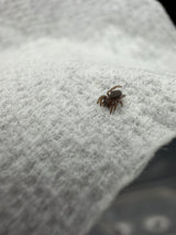 Mediterranean Velvet Spider (Eresus sp. 'Balcanius')