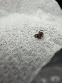 Mediterranean Velvet Spider (Eresus sp. 'Balcanius') 1/8" (Sling)