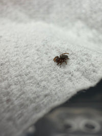 Mediterranean Velvet Spider (Eresus sp. 'Balcanius') 1/8" (Sling)