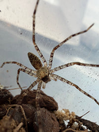 Lichen Huntsman Spider (Heteropoda boiei) 1.25-1.5" (Juvenile)