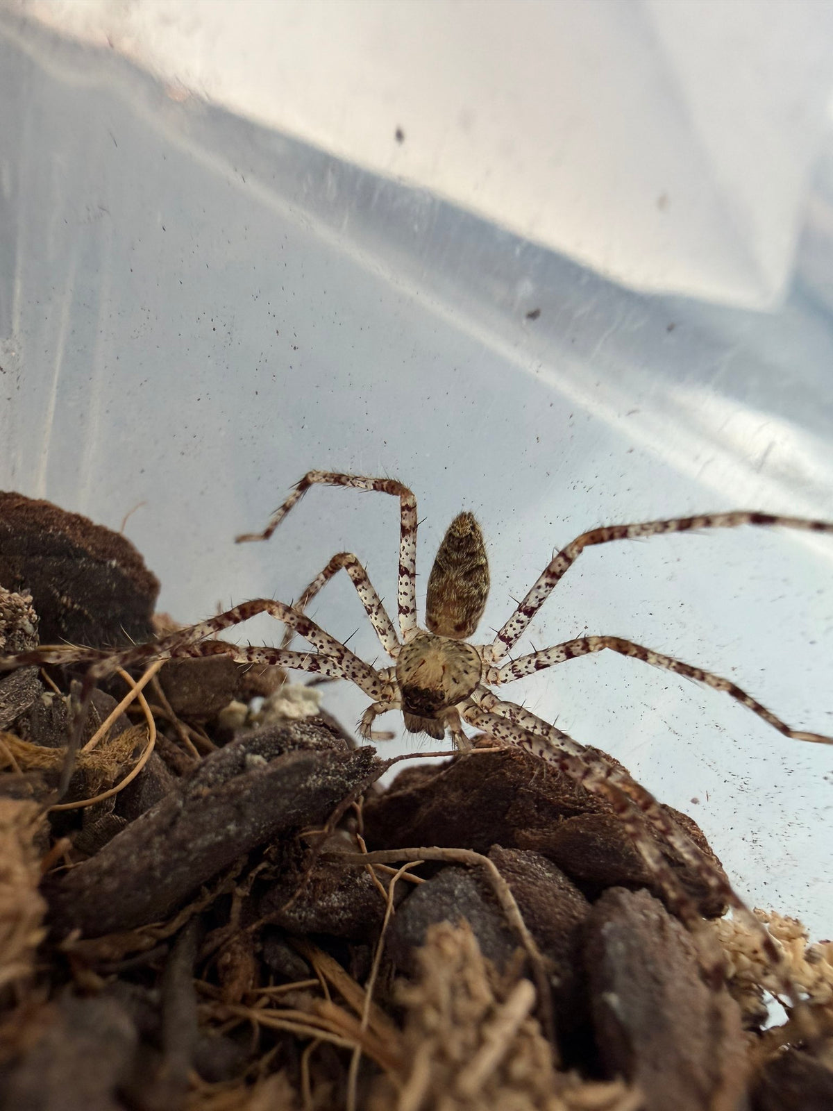 Lichen Huntsman Spider (Heteropoda boiei) 1.25-1.5" (Juvenile)