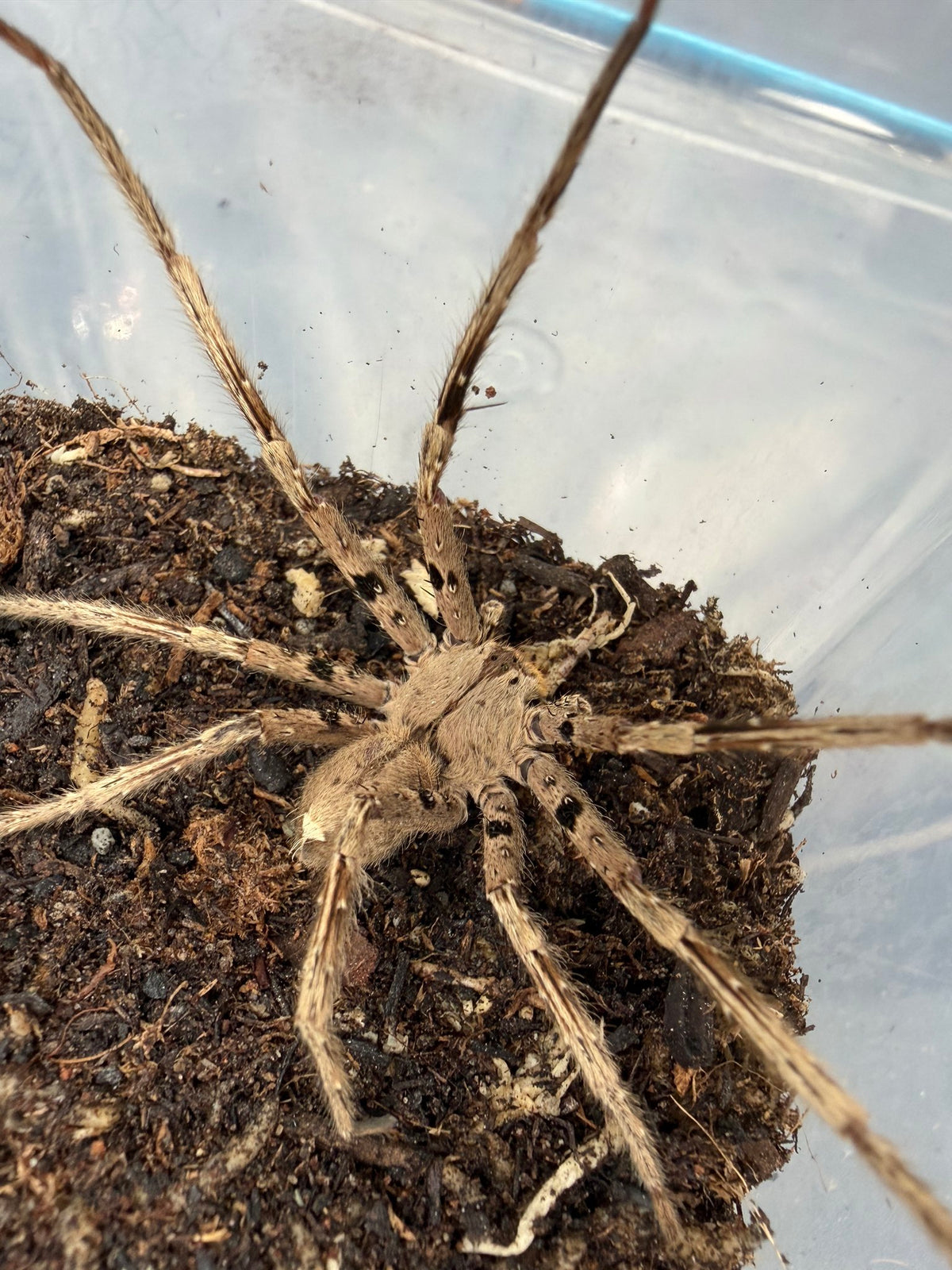 Pingtung Huntsman Spider (Heteropoda pingtungensis) Adult (Mature Male)