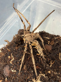 Pingtung Huntsman Spider (Heteropoda pingtungensis) Adult (Mature Male)