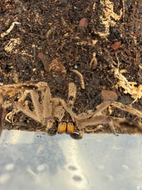 Pingtung Huntsman Spider (Heteropoda pingtungensis) Adult (Mature Male)