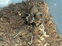 Black Hole Spider (Kukulcania hibernalis) 2-3" leg span (Subadult/Adult, Unsexed) WC