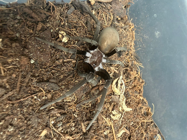 Black Hole Spider (Kukulcania hibernalis) 2-3" leg span (Subadult/Adult, Unsexed) WC