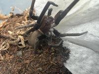 Black Hole Spider (Kukulcania hibernalis) 2-3" leg span (Subadult/Adult, Unsexed) WC