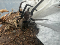 Black Hole Spider (Kukulcania hibernalis) 2-3" leg span (Subadult/Adult, Unsexed) WC
