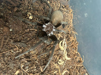 Black Hole Spider (Kukulcania hibernalis) 2-3" leg span (Subadult/Adult, Unsexed) WC