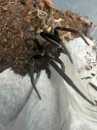 Black Hole Spider (Kukulcania hibernalis) 2-3" leg span (Subadult/Adult, Unsexed) WC