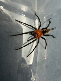 Black Funnel Web Spider (Linothele sp. 'Black') 0.75" (Sling)