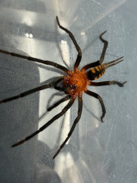Black Funnel Web Spider (Linothele sp. 'Black') 0.75" (Sling)