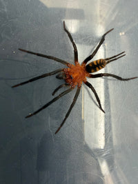 Black Funnel Web Spider (Linothele sp. 'Black') 0.75" (Sling)