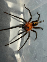 Black Funnel Web Spider (Linothele sp. 'Black') 0.75" (Sling)