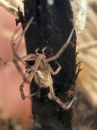 Western Black Widow (Latrodectus hesperus) 1/8-1/2" (Sling CB)