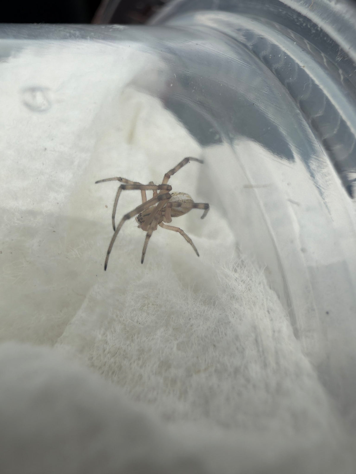 Western Black Widow (Latrodectus hesperus) 1/8-1/2" (Sling CB)
