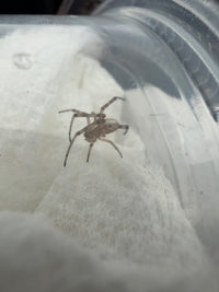 Western Black Widow (Latrodectus hesperus) 1/8-1/2" (Sling CB)