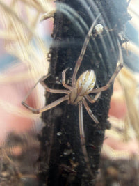 Western Black Widow (Latrodectus hesperus) 1/8-1/2" (Sling CB)