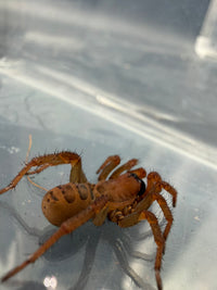 Segmented Trapdoor Spider (Luthela yuncheng) 0.75-1" (Sling)