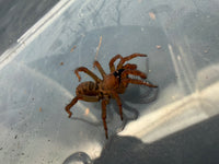 Segmented Trapdoor Spider (Luthela yuncheng) 0.75-1" (Sling)