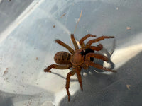 Segmented Trapdoor Spider (Luthela yuncheng) 0.75-1" (Sling)
