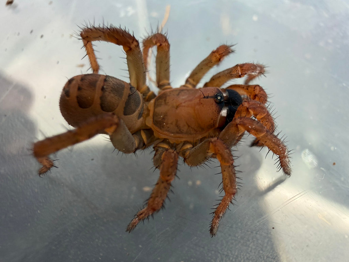 Segmented Trapdoor Spider (Luthela yuncheng) 0.75-1" (Sling)