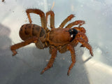 Segmented Trapdoor Spider (Luthela yuncheng)