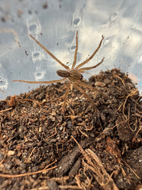 Panama Wandering Spider (Phoneutria depilata) 1/8-1/4" (Sling)