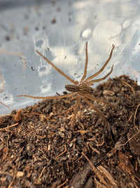 Panama Wandering Spider (Phoneutria depilata) 1/8-1/4" (Sling)