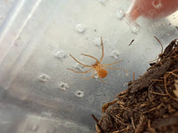 Chilean Six-Eyed Sand Spider (Sicarius thomisoides) 0.25" (Sling)