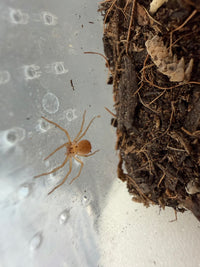 Chilean Six-Eyed Sand Spider (Sicarius thomisoides) 0.25" (Sling)