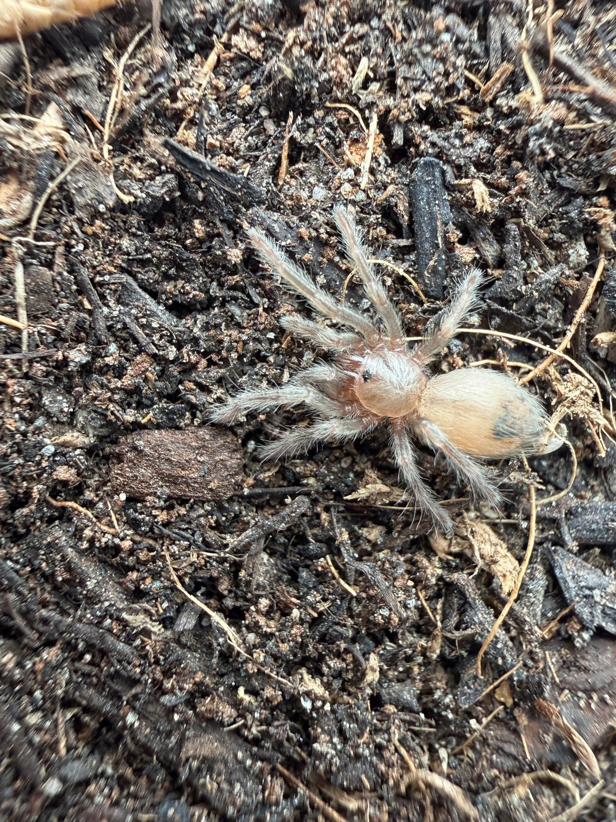 Arizona Blonde Tarantula (Aphonopelma chalcodes) Sling 1/4-1/2" (Sling)
