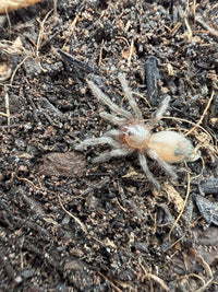 Arizona Blonde Tarantula (Aphonopelma chalcodes) Sling 1/4-1/2" (Sling)