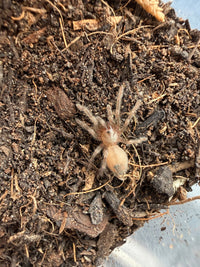 Arizona Blonde Tarantula (Aphonopelma chalcodes) Sling 1/4-1/2" (Sling)