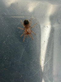 Brazilian White Knee Tarantula (Acanthoscurria geniculata) 1/4"