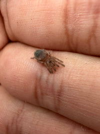 Brazilian White Knee Tarantula (Acanthoscurria geniculata) 1/4"