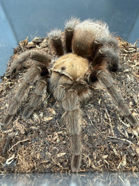 Oklahoma Brown Tarantula Jumbo Female (Aphonopelma hentzi) 4-6" leg span WC