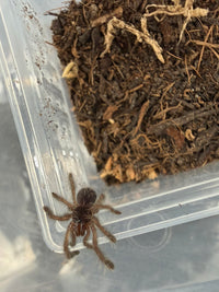 Peach Earth Tiger Tarantula (Aspinochilus rufus) 0.75" (Sling)