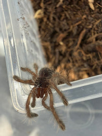 Peach Earth Tiger Tarantula (Aspinochilus rufus) 0.75" (Sling)