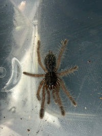 Peach Earth Tiger Tarantula (Aspinochilus rufus) 0.75" (Sling)