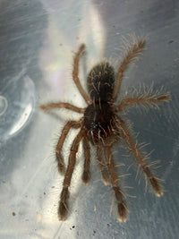 Peach Earth Tiger Tarantula (Aspinochilus rufus) 0.75" (Sling)
