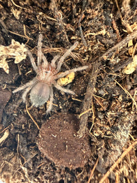 Mexican Flame Knee Tarantula (Brachypelma auratum) 0.5-0.75" (Sling)