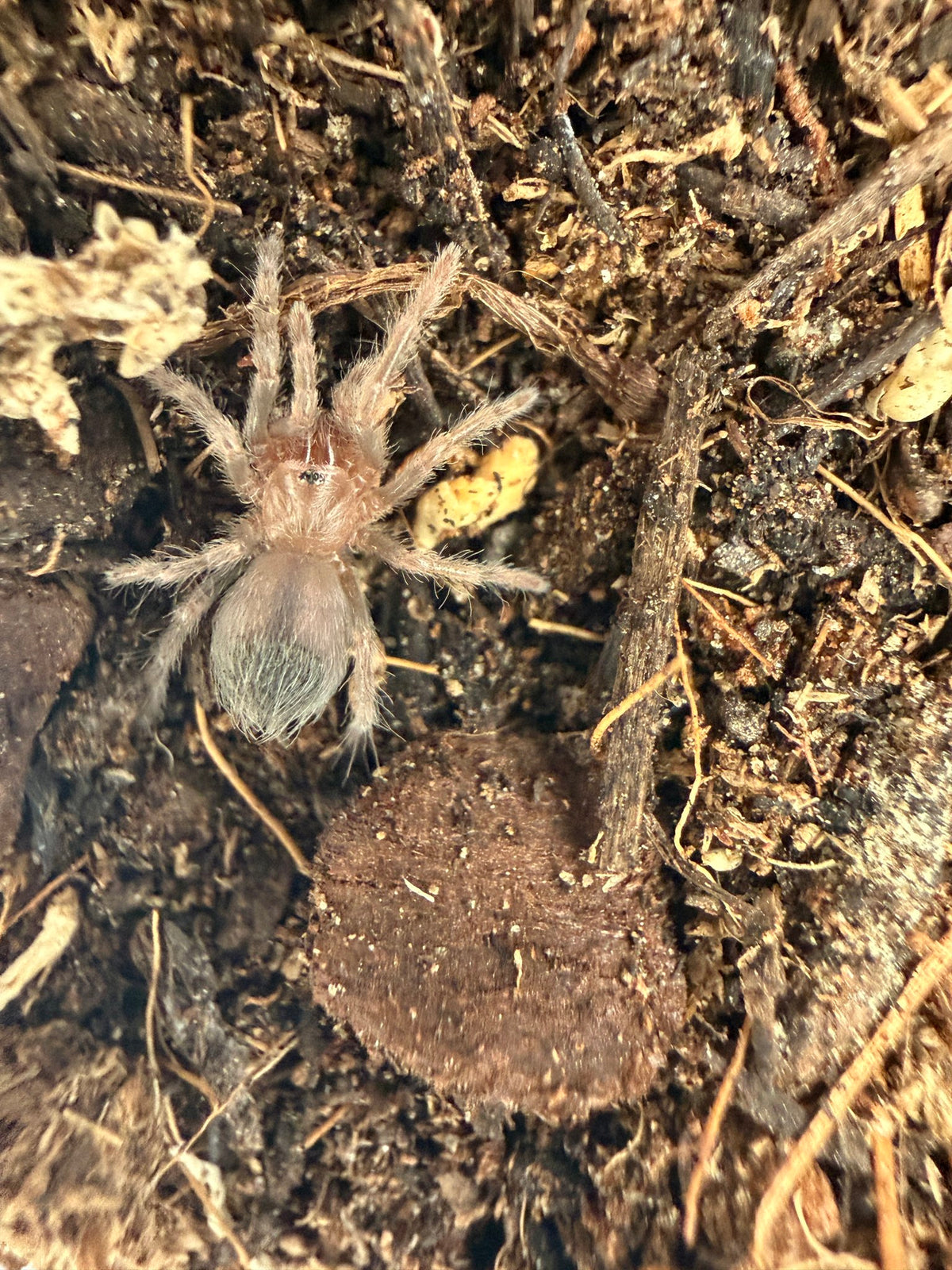 Mexican Flame Knee Tarantula (Brachypelma auratum) 0.5-0.75" (Sling)