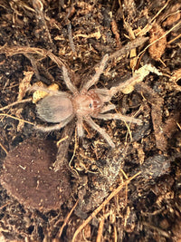 Mexican Flame Knee Tarantula (Brachypelma auratum) 0.5-0.75" (Sling)