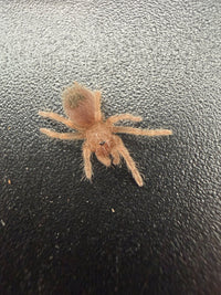 Mexican Red Leg Tarantula (Brachypelma emilia) 0.5" (Sling)