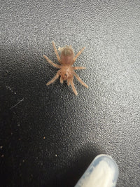 Mexican Red Leg Tarantula (Brachypelma emilia) 0.5" (Sling)