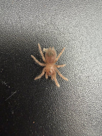 Mexican Red Leg Tarantula (Brachypelma emilia) 0.5" (Sling)